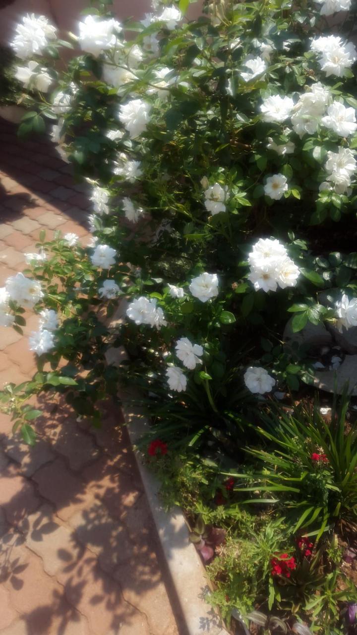 Tintech Bed & Breakfast Francistown Kültér fotó